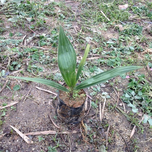  广州苗圃直供优质老人葵苗  棕榈科植物