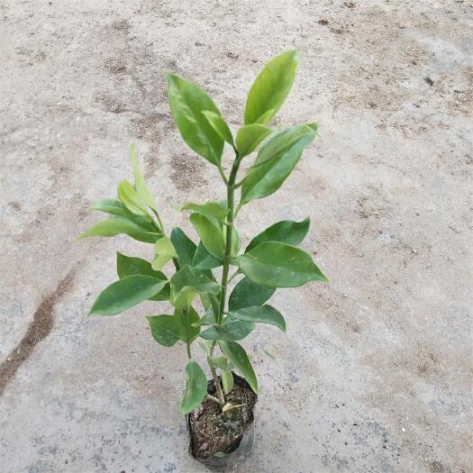  广州苗圃直供非洲茉莉苗 批发花卉种苗