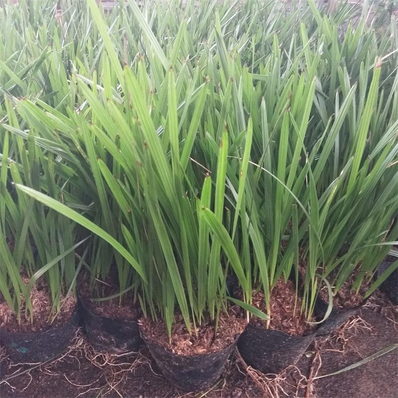  苗圃直供优质加拿利海枣苗 棕榈科观叶植物