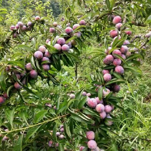 天峨县珍珠李苗