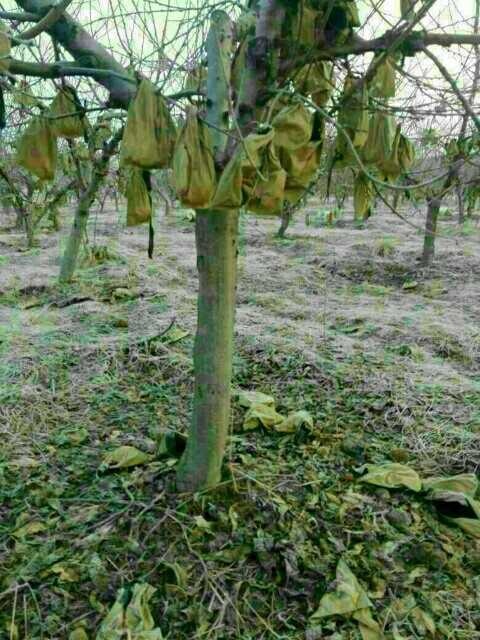唐河县早大果苗 毛桃树