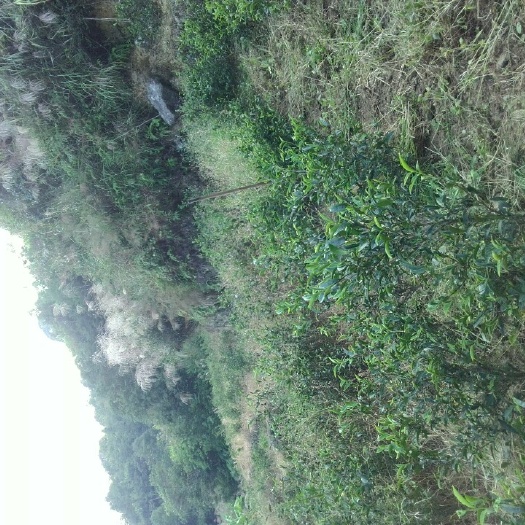 诏安县本山茶 一级 袋装 