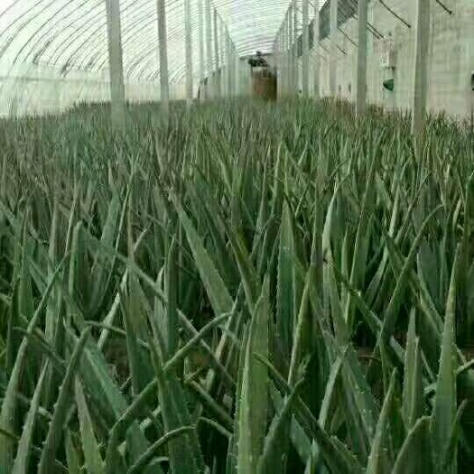 枣庄库拉索芦荟 20cm以上