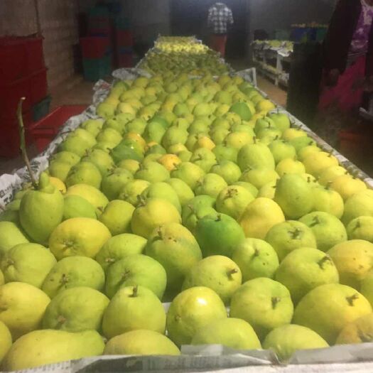 瑞丽市圣德龙 5两以上