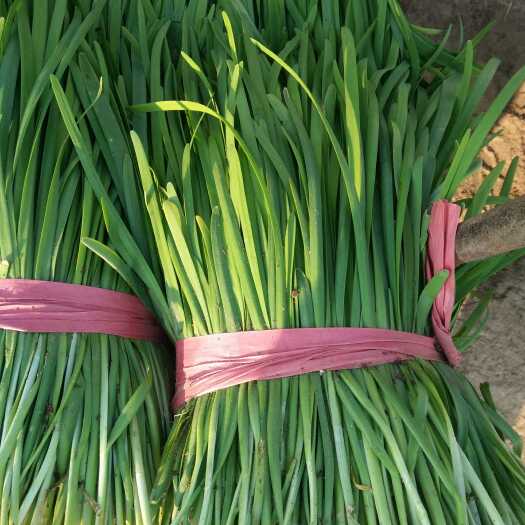 乐亭县大叶韭菜 二茬 35~40cm 