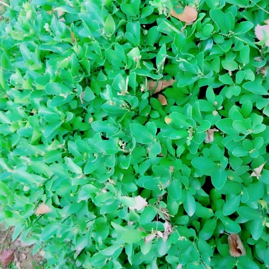南阳黄杨球 