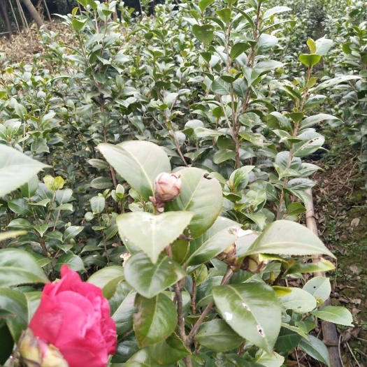 兴安县红露珍 30~50cm 