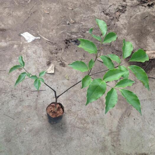 广州幌伞枫苗 广州苗圃直供优质幌伞枫袋苗 批发花卉种苗