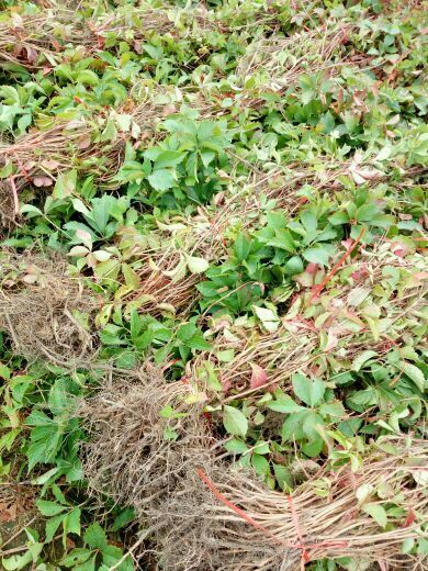 泰安爬山虎 1~1.5米 1公分以下