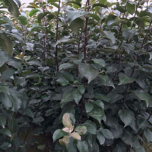 泰安红肉苹果树苗 1~1.5米