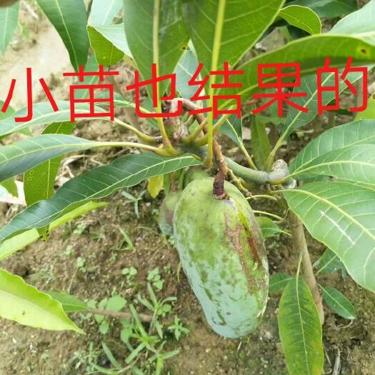 灵山县金煌芒果苗 
