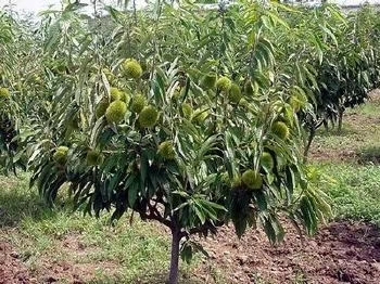 泰安大红袍板栗苗 嫁接苗 1~1.5米