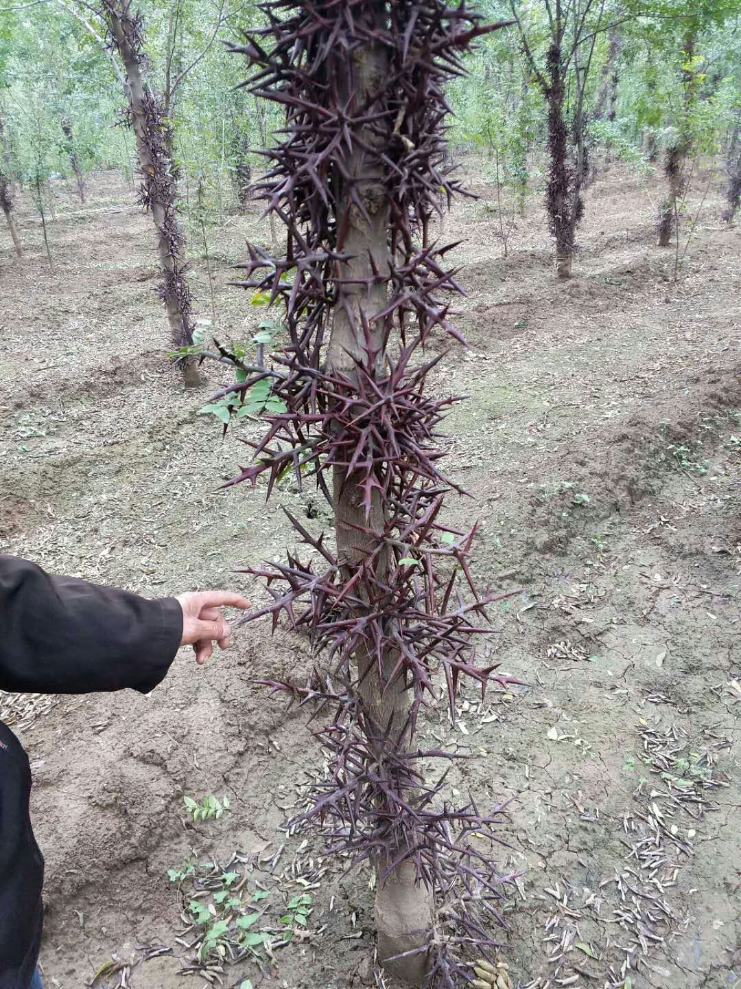 普通皂角树 皂角苗大刺品种多刺产量高成活率保证赠送生根粉