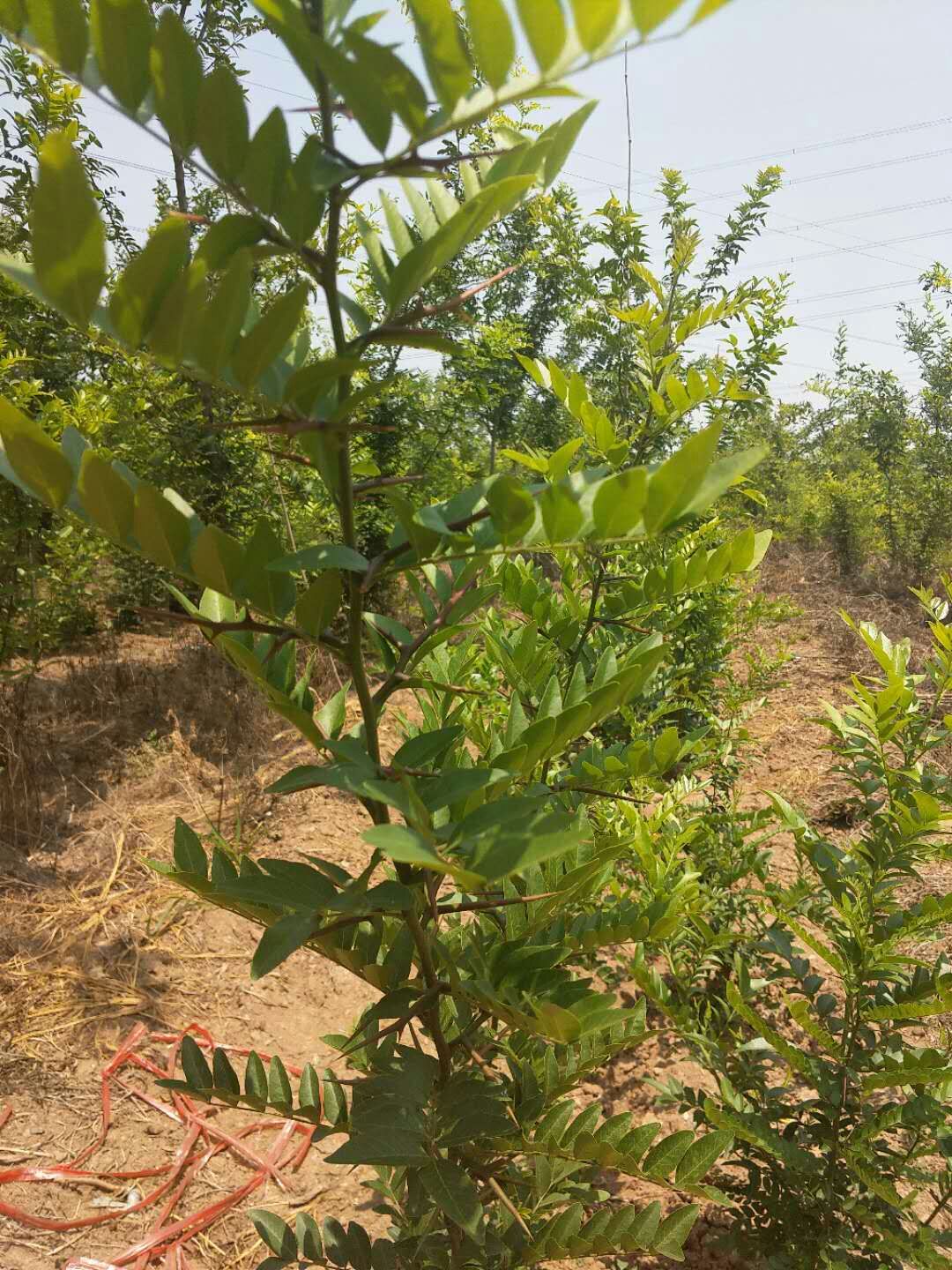 普通皂角树 皂角苗大刺品种多刺产量高成活率保证赠送生根粉