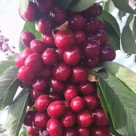 泰安早红宝石苗 早红宝石樱桃树苗 免费提供种植技术指导