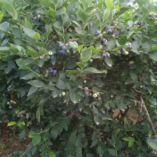 泰安蓝丰蓝莓苗