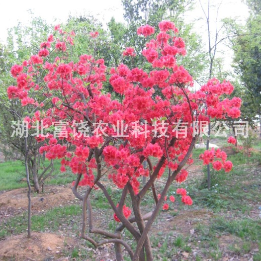 随州东鹃 1~1.5米
