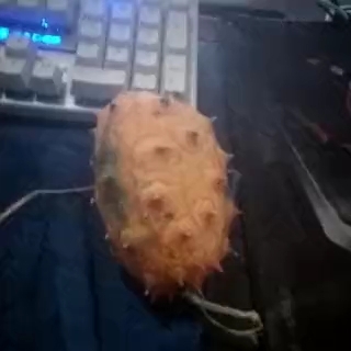 吉安火参果种子