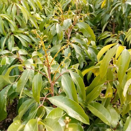 灵山县桂味荔枝苗