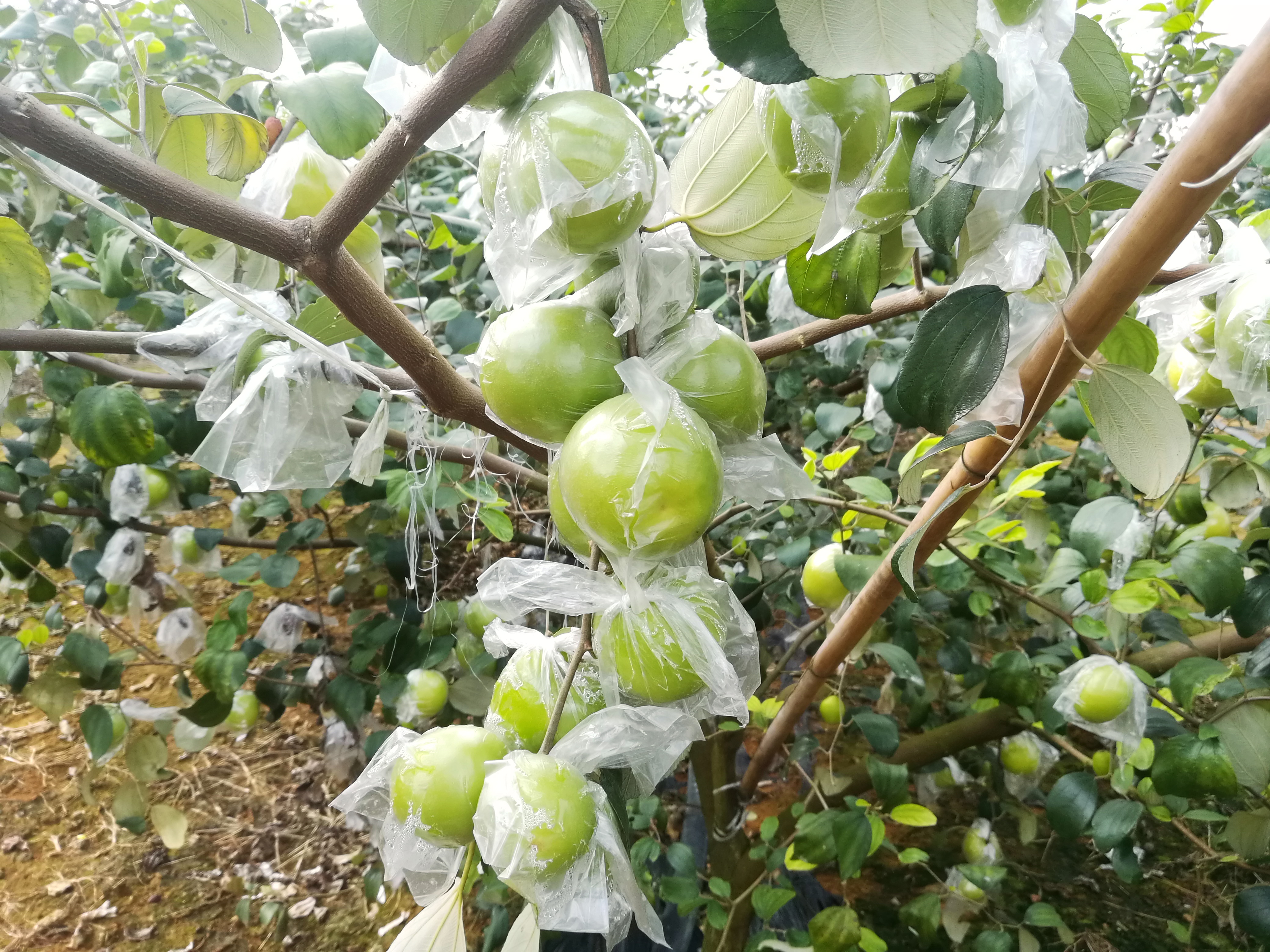 青枣育苗经验,在云南,广西,广东,福建,海南都有大量的种植客户由我们