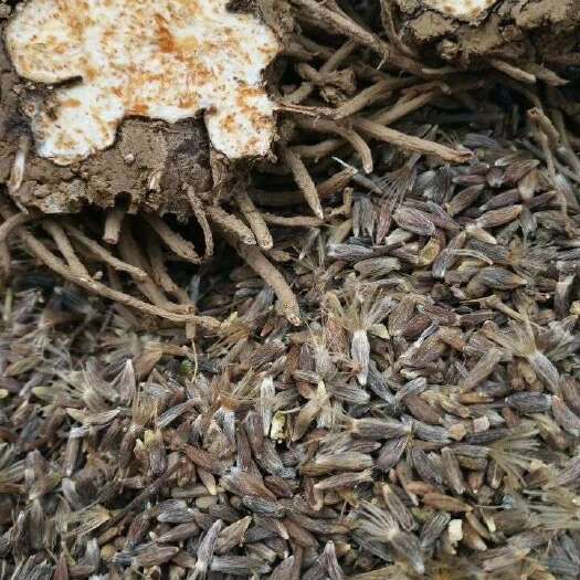洛南县苍术种子  秦岭山区朱砂点黑苍术