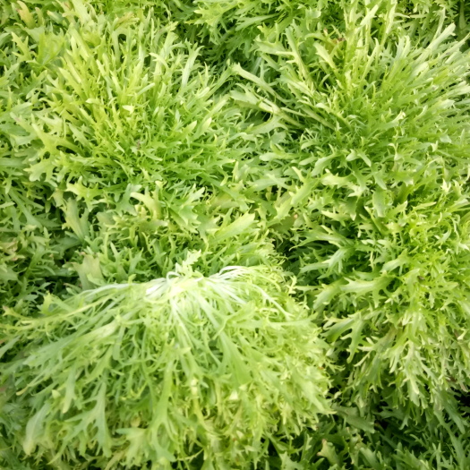 青州市花叶苦菜 20~25cm