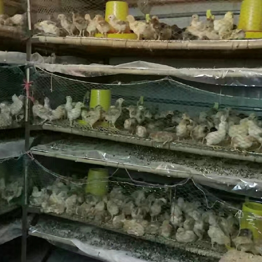 光山县青脚土鸡苗 