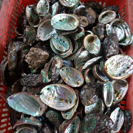 漳浦县九孔鲍 人工养殖