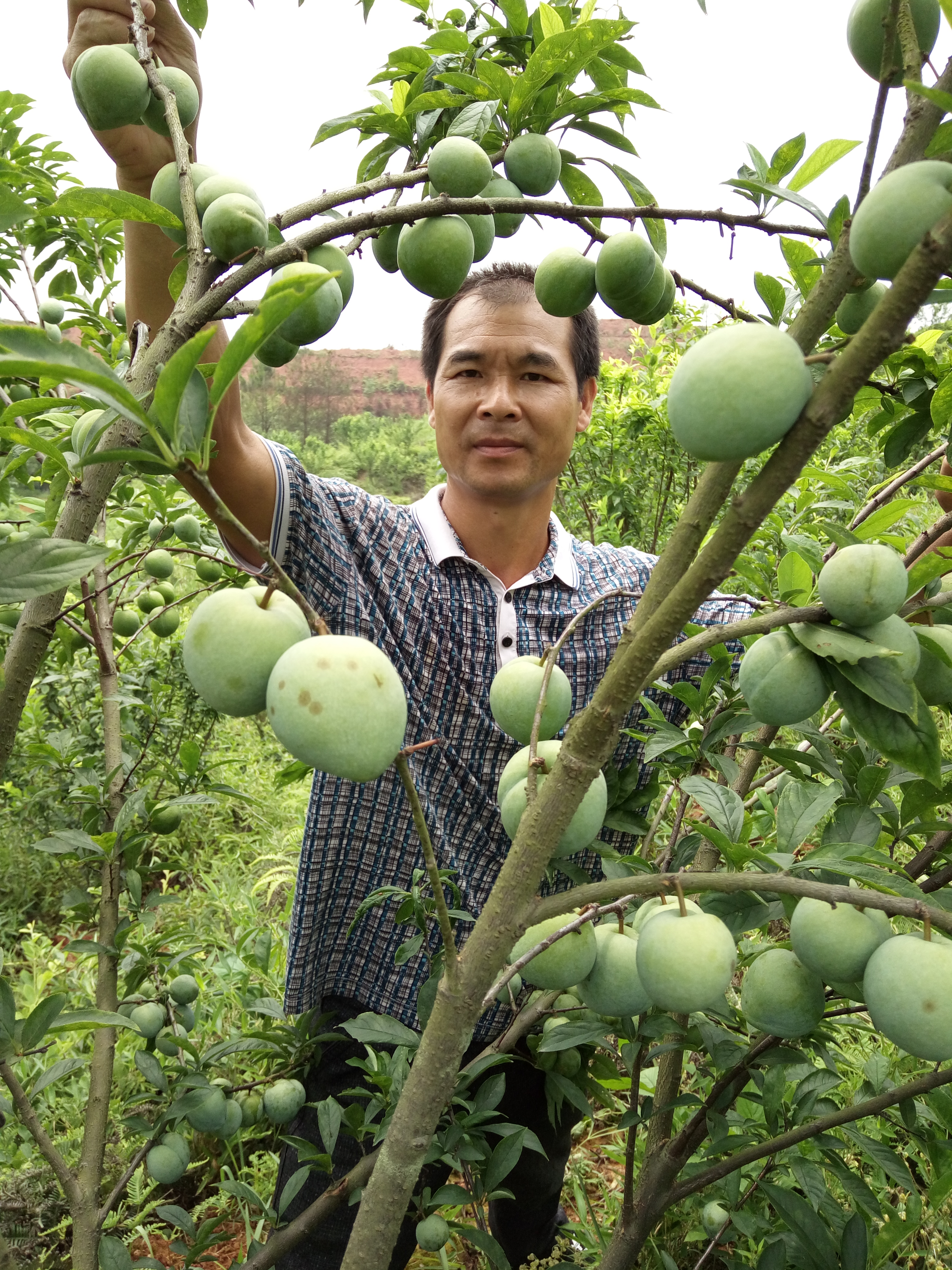 奈李苗  根系发达，苗子粗壮包纯度