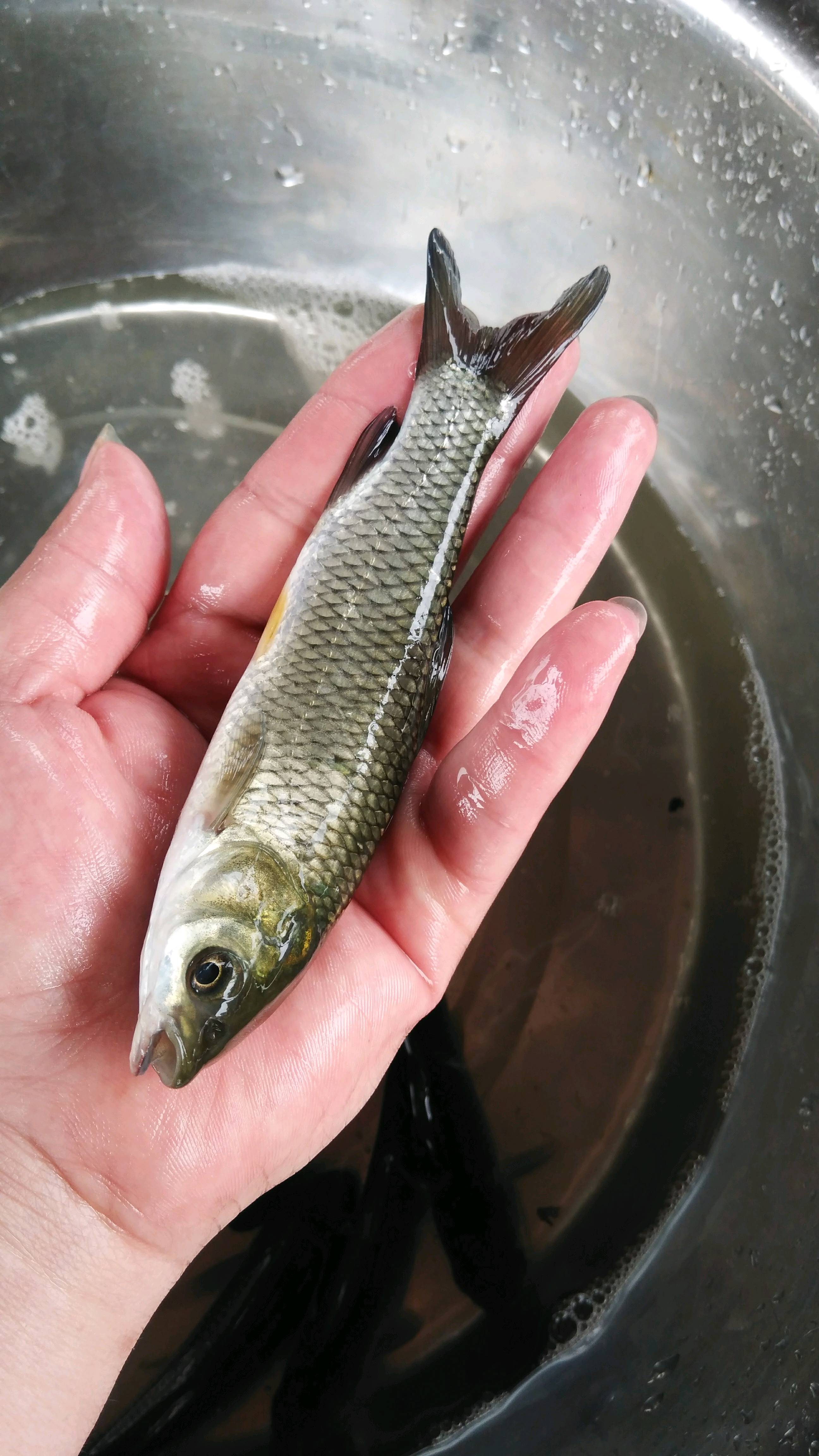 草鱼苗  草鲩鱼苗 白鲩鱼苗批发 抗病草鱼快大型巨鲩品种精英 养殖