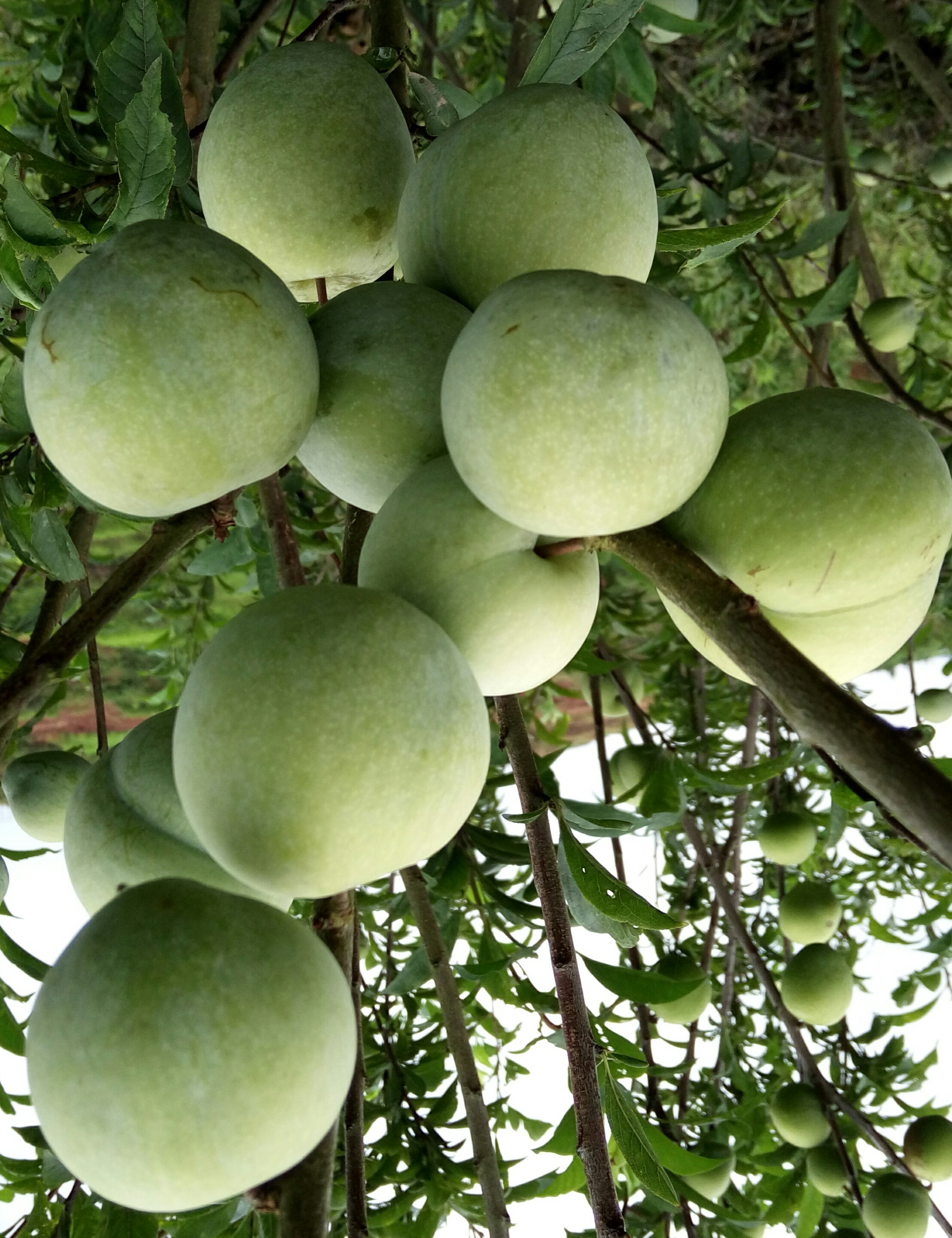 奈李苗  根系发达，苗子粗壮包纯度