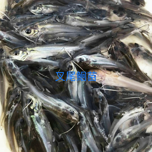 四会市叉尾鮰鱼苗