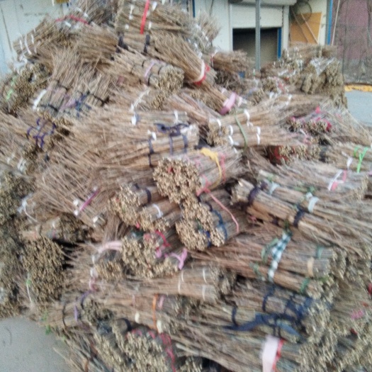 阳信县金蝉  白蜡卵枝基地直供一手货源及后期技术指导