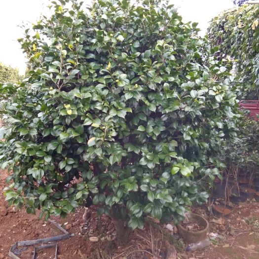 桂林茶花树 100~140cm