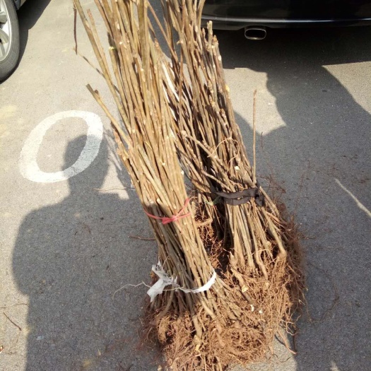 泰安供应优质软枣苗，嫁接各类柿子，亲和力好，生长快，适应性强。