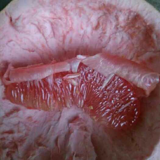 简阳市红肉蜜柚苗 