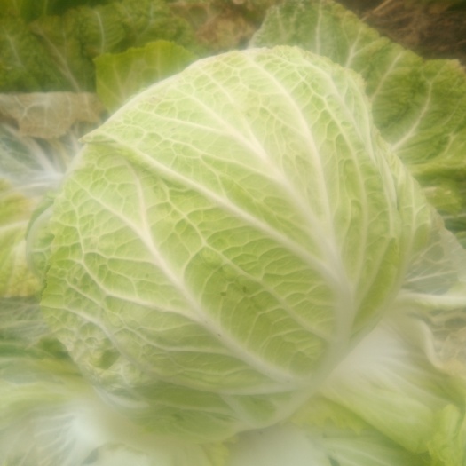 社旗县青杂三号白菜 6~10斤 净菜