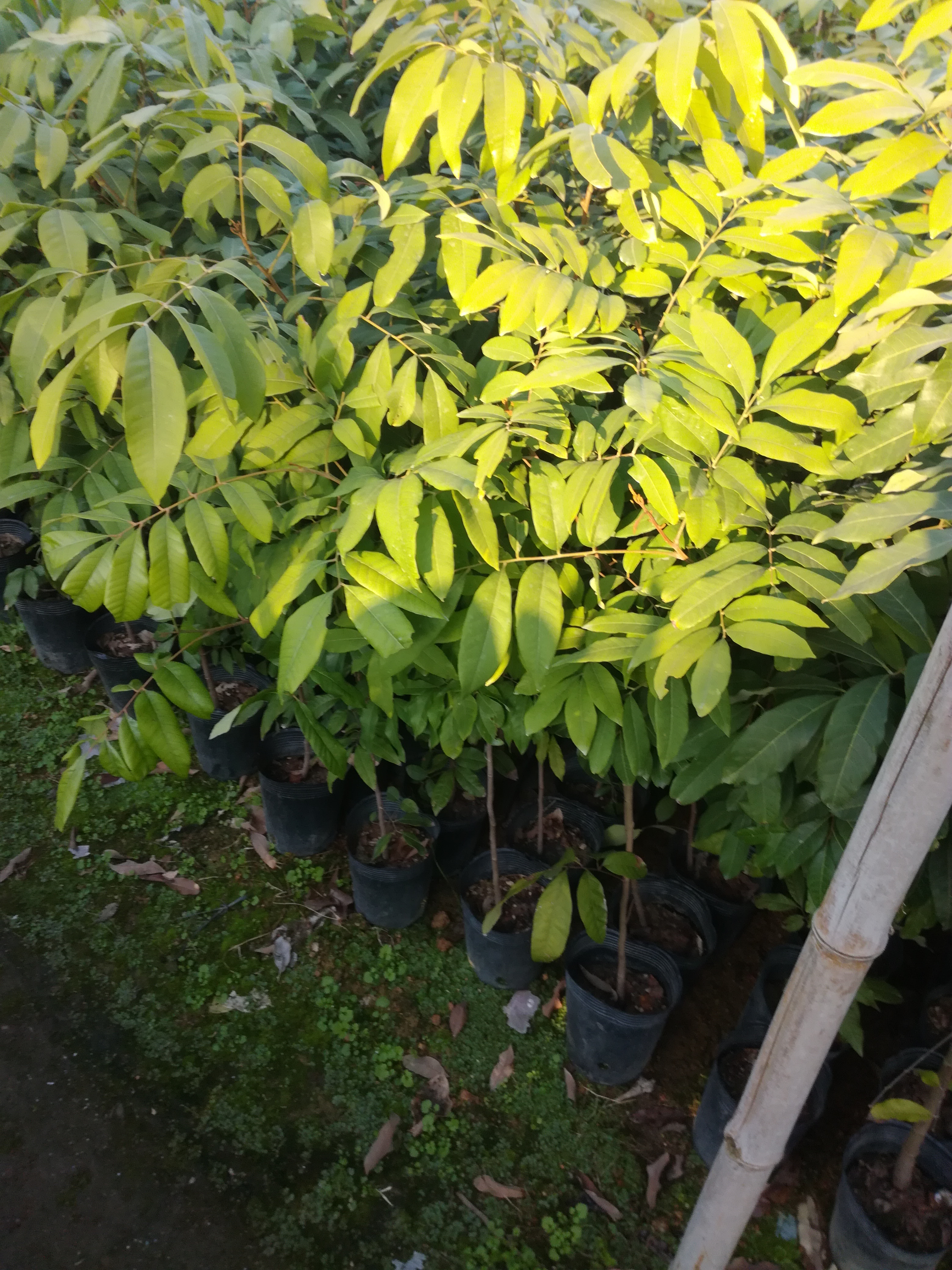 优质石峡龙眼苗（嫁接苗、营养杯苗）