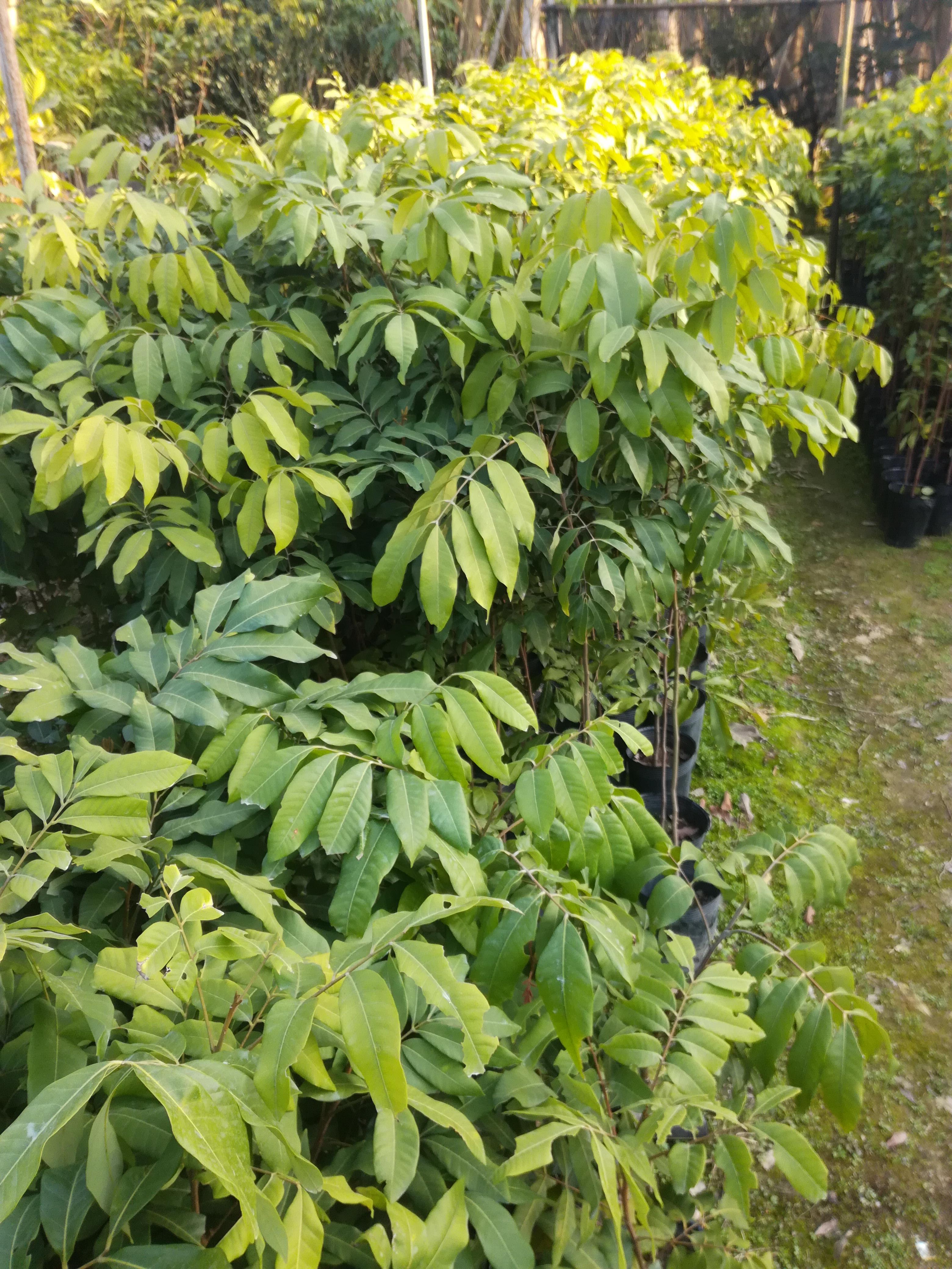 优质石峡龙眼苗（嫁接苗、营养杯苗）