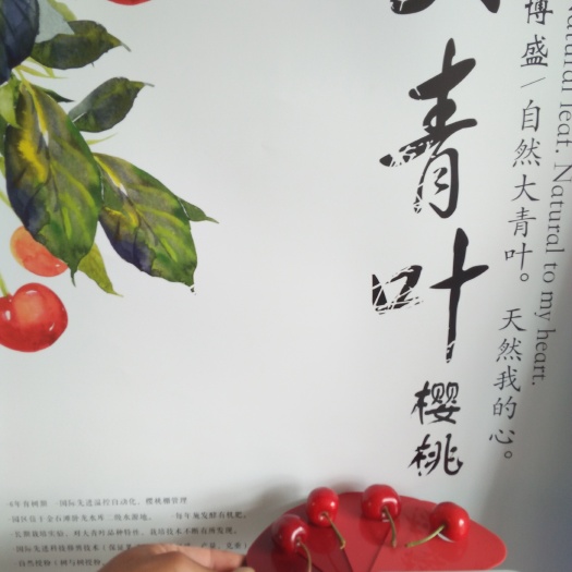 大连明珠樱桃 20mm以上 18-20g