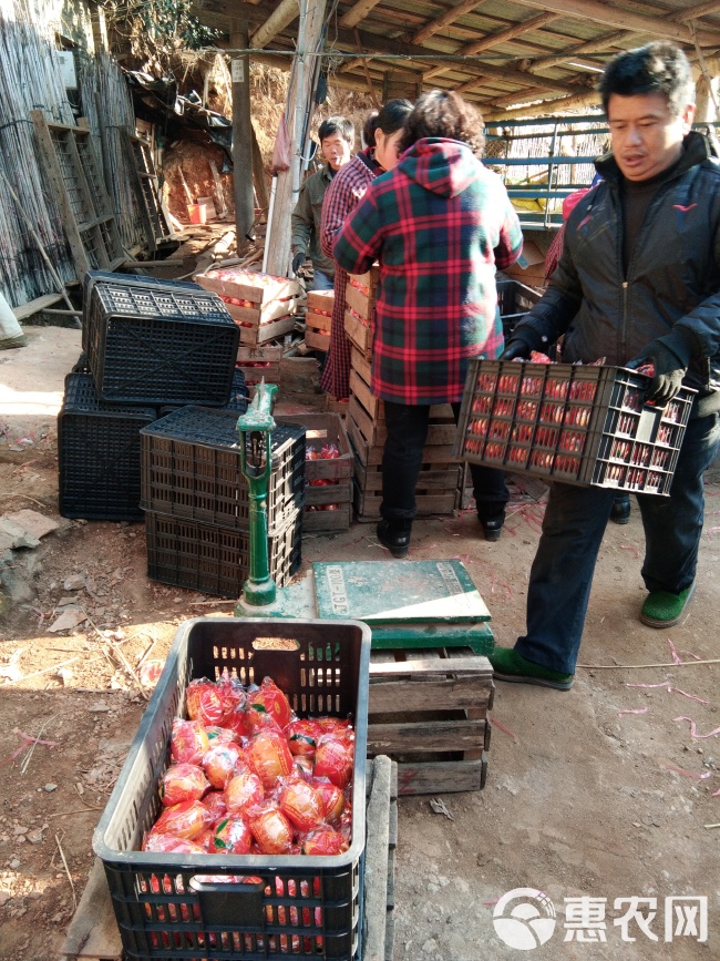 福建优质永春芦柑产地批发，福建高山原产地芦柑高甜无渣