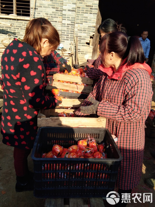 福建优质永春芦柑产地批发，福建高山原产地芦柑高甜无渣