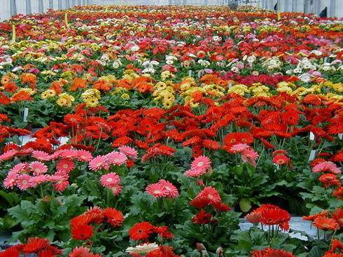 沭阳县非洲菊