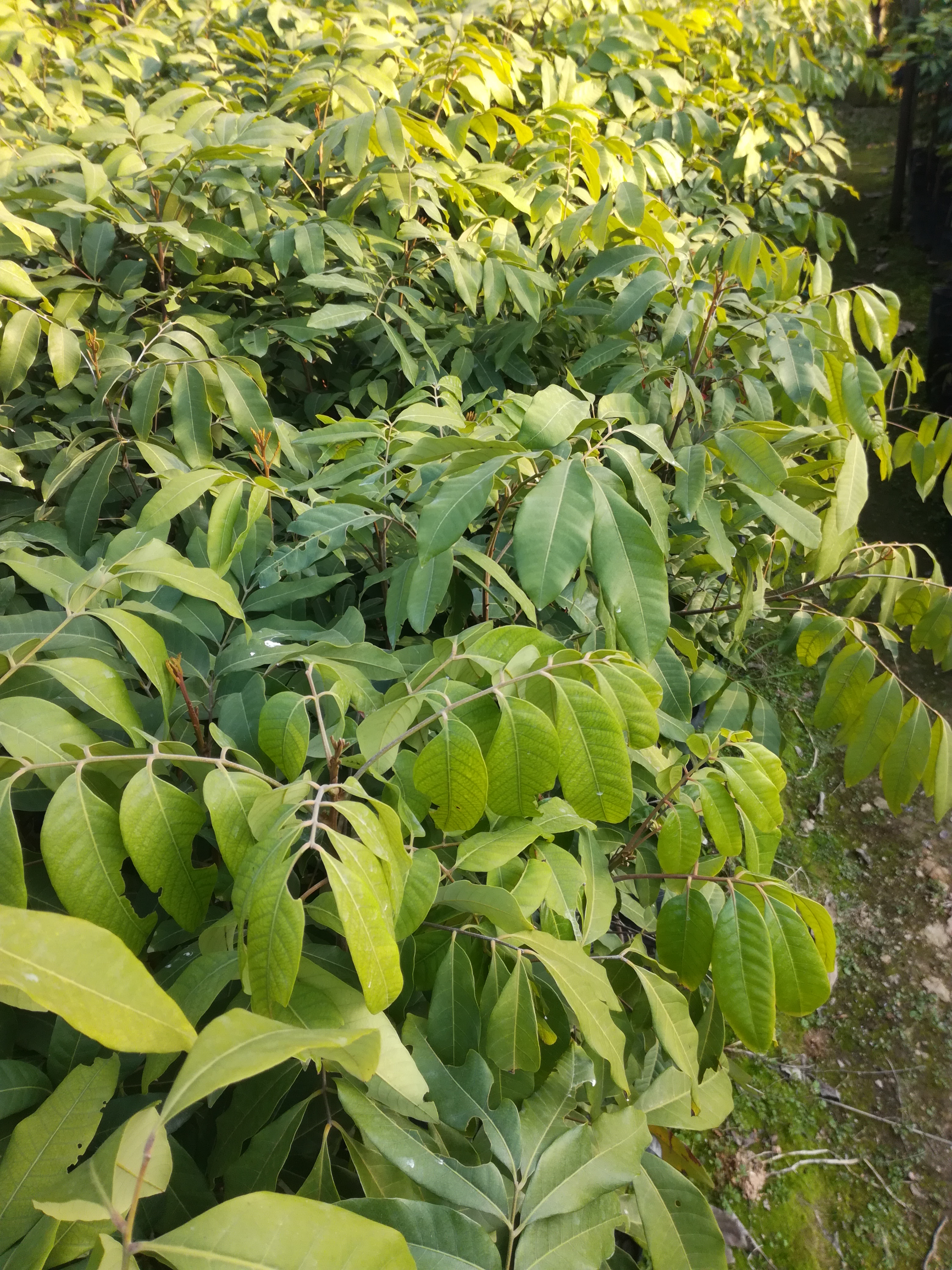 优质石峡龙眼苗（嫁接苗、营养杯苗）