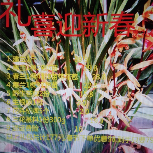 景宁县兰 不含盆  兰花