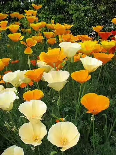沭阳县花菱草种子 