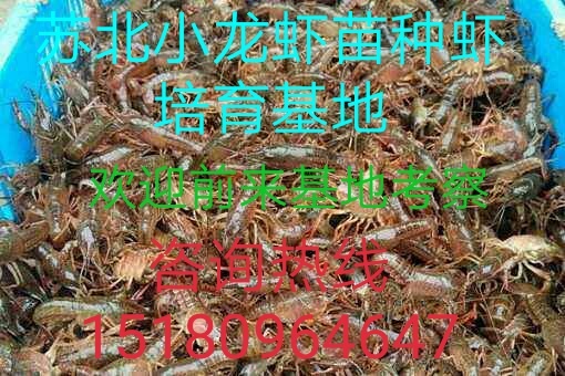 沭阳县青红虾 人工养殖 2钱以下 