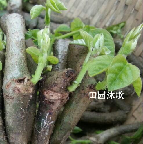 藤县葛根种苗  已培育发芽