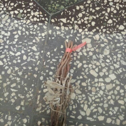 绥中县蜜光