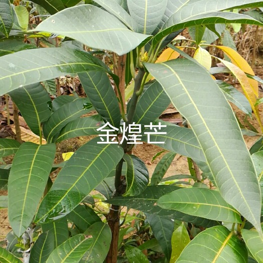 灵山县金煌芒果苗 